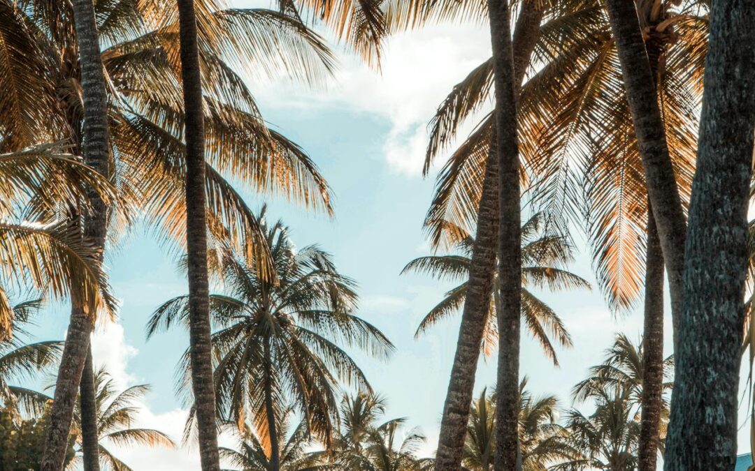 Top 10 des Raisons pour Réussir sa Location Saisonnière en Guadeloupe grâce au Digital